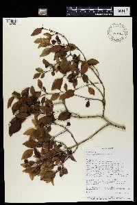 Media resource of Peponidium bosseri