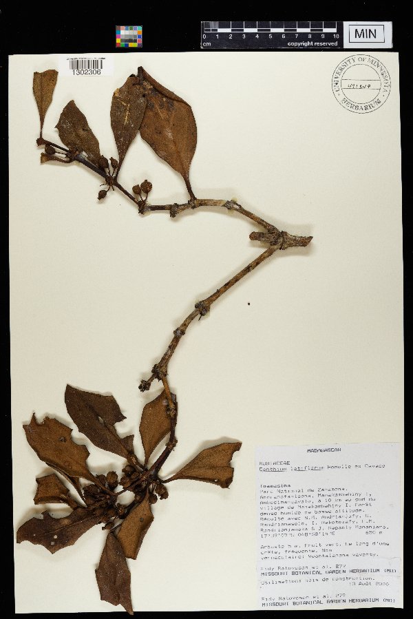 Peponidium latiflorum image