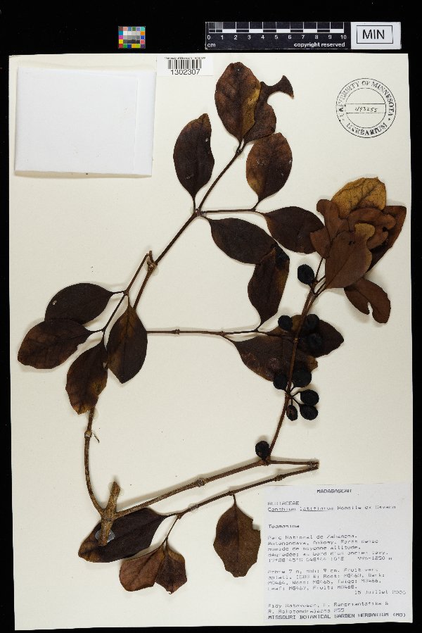 Peponidium latiflorum image