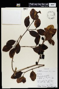 Peponidium latiflorum image