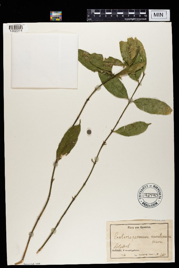 Craterispermum montanum image