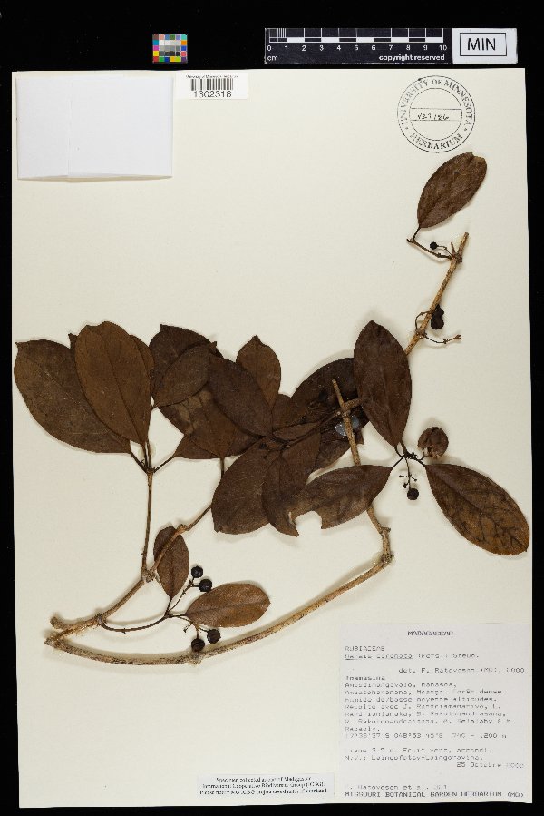 Danais coronata image