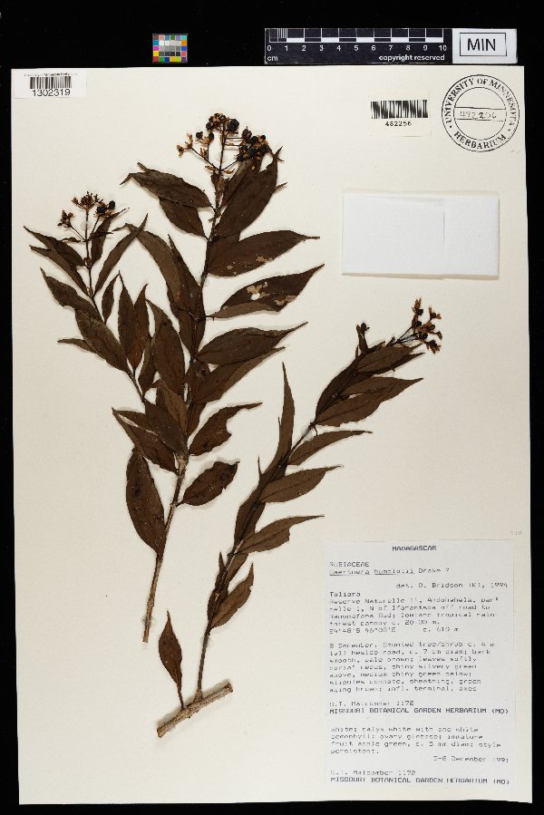Gaertnera humblotii image