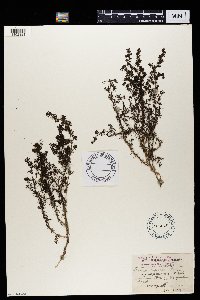 Galium capense subsp. capense image