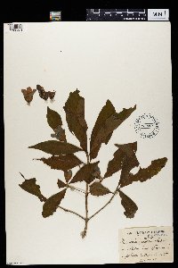 Rothmannia globosa image