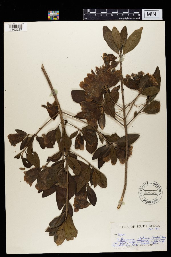 Rothmannia globosa image
