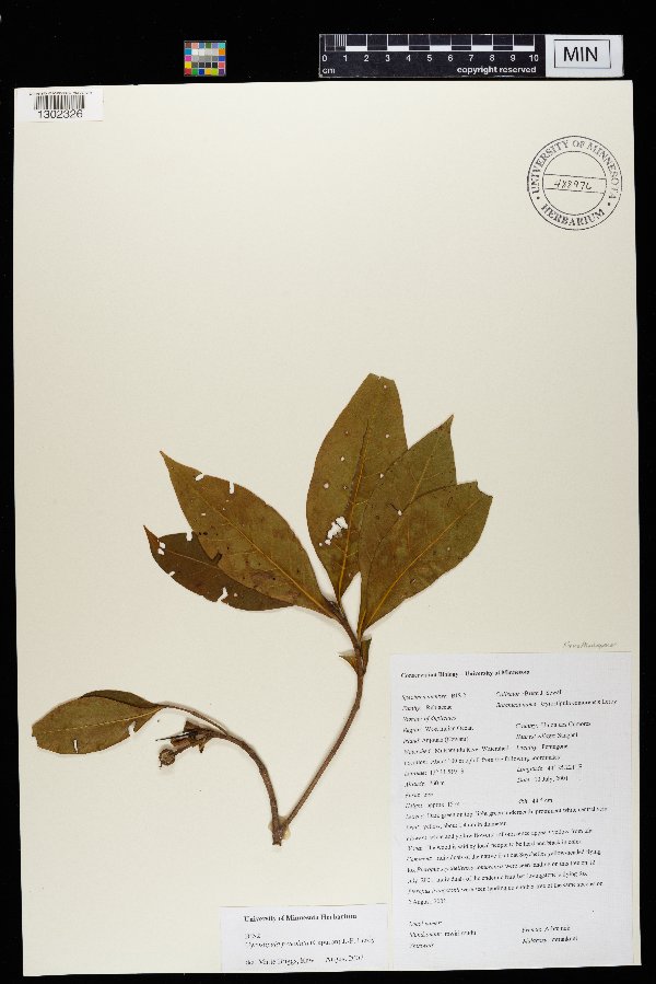Gyrostipula comorensis image