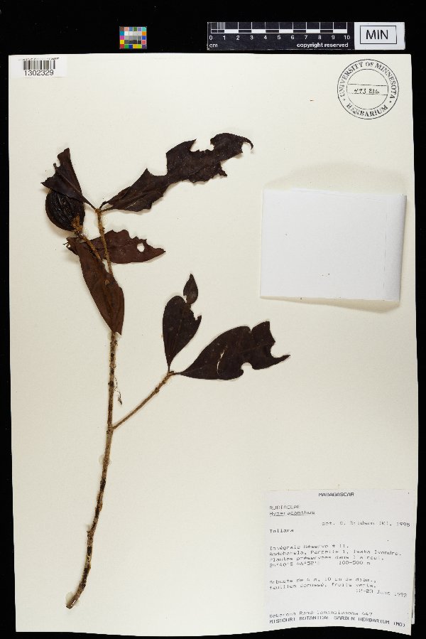 Hyperacanthus image
