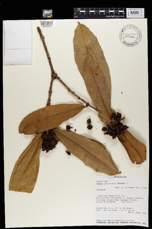 Ixora foliicalyx image