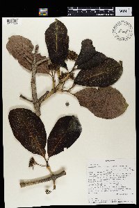 Multidentia crassa image