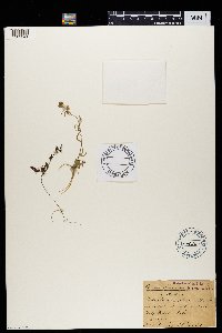 Image of Oldenlandia capensis