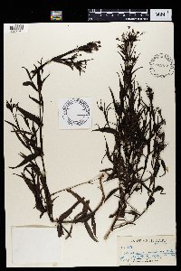 Conostomium natalense image