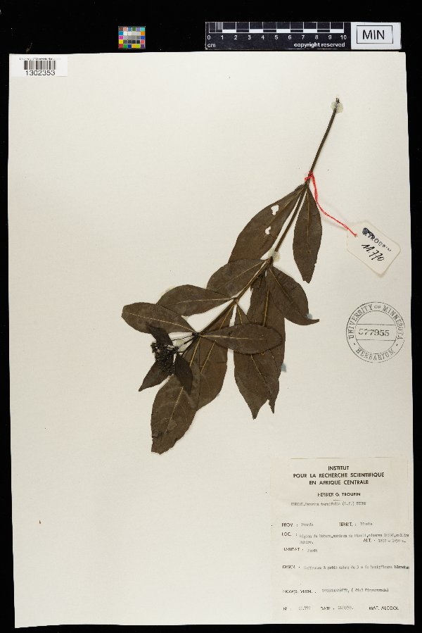 Pavetta ternifolia image