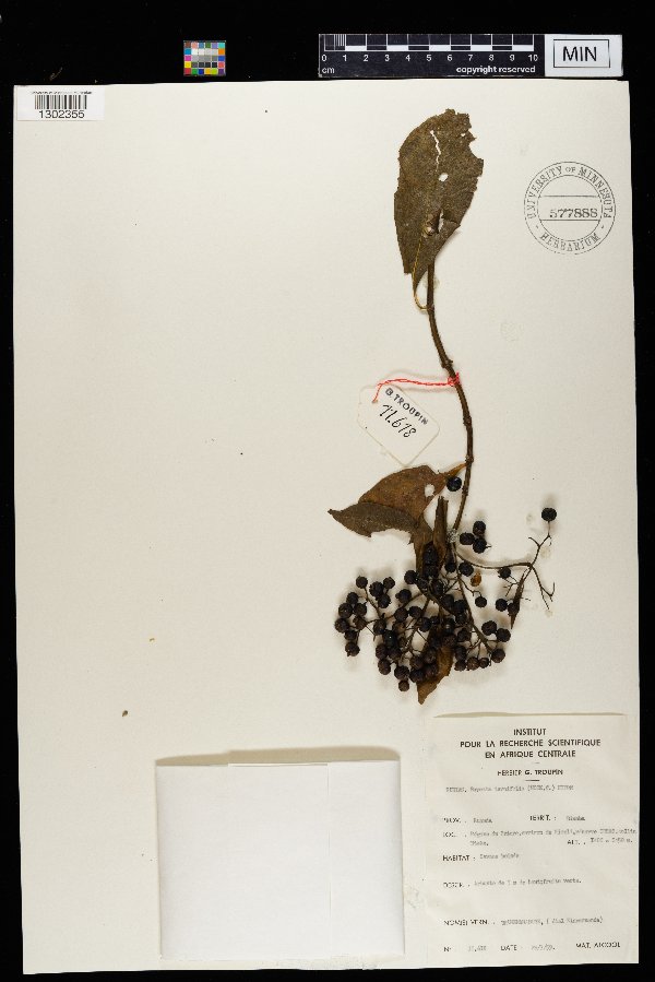 Pavetta ternifolia image