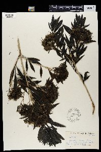 Pavetta lanceolata image