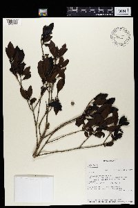 Image Associated With the Occurence