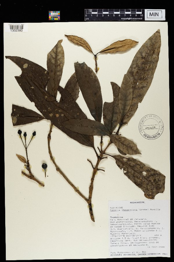 Tarenna thouarsiana image
