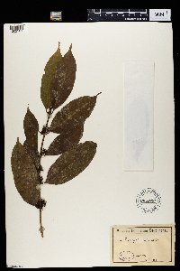 Image of Tricalysia biafrana