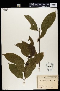 Tricalysia biafrana image