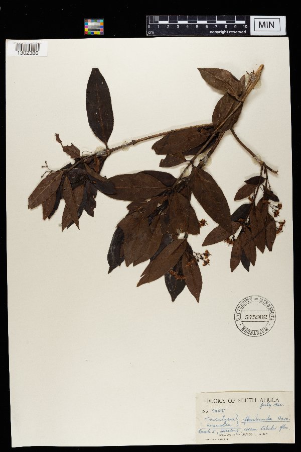 Kraussia floribunda image