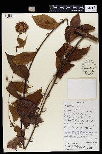 Image of Uncaria africana