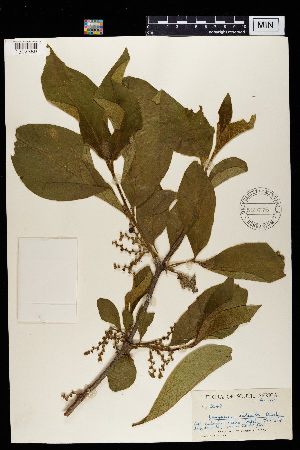 Vangueria infausta image