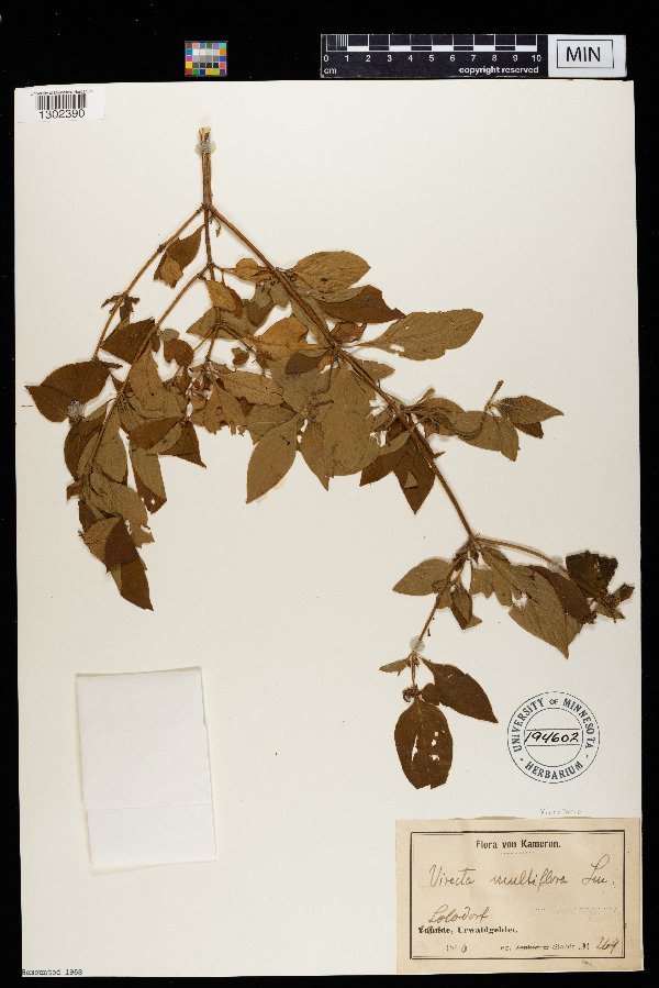 Virectaria image