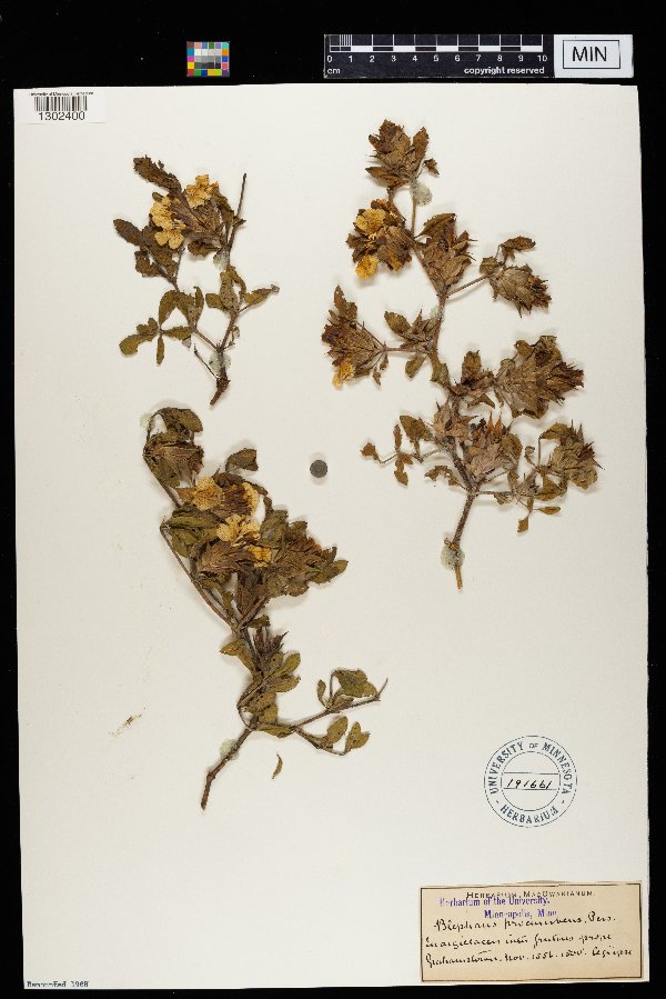 Blepharis procumbens image