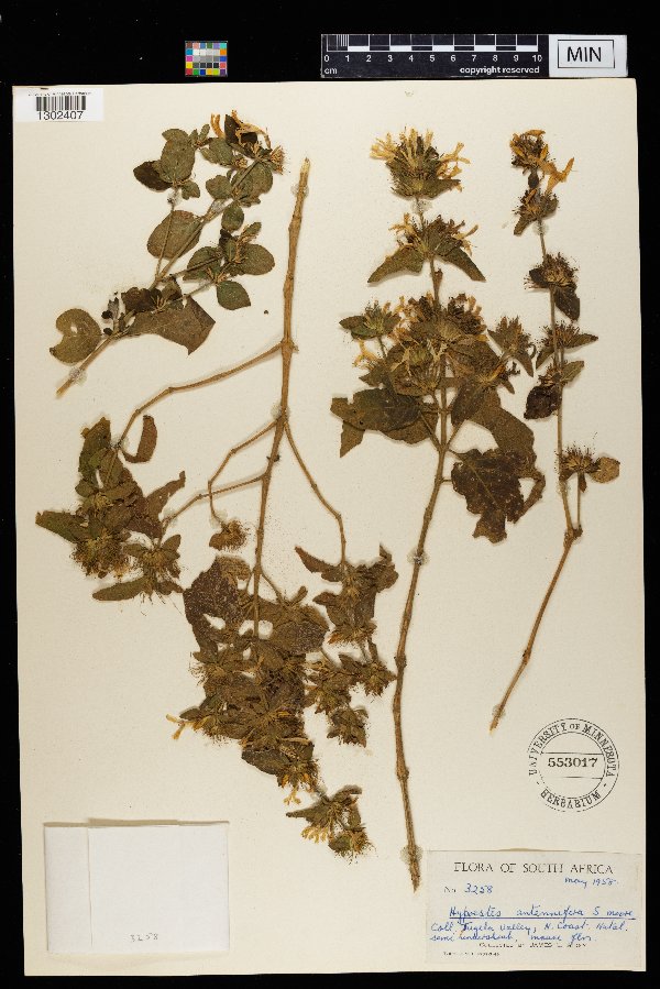 Hypoestes aristata var. aristata image