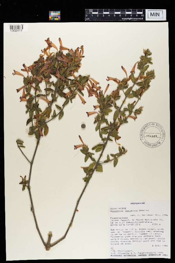 Hypoestes isalensis image