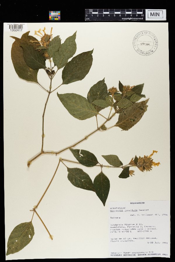 Hypoestes longituba image