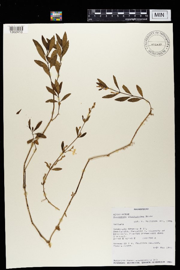 Hypoestes stachyoides image