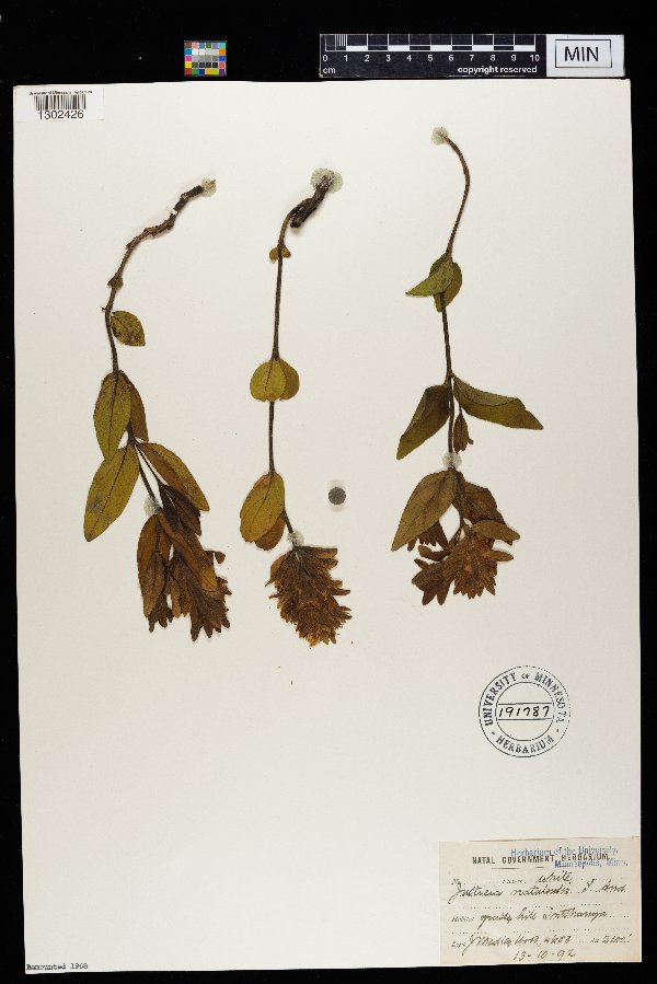 Monechma salsola image