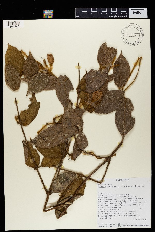 Mendoncia cowanii image