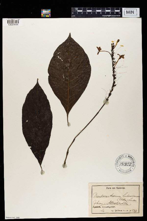 Pseuderanthemum ludovicianum image