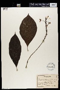 Image of Pseuderanthemum ludovicianum