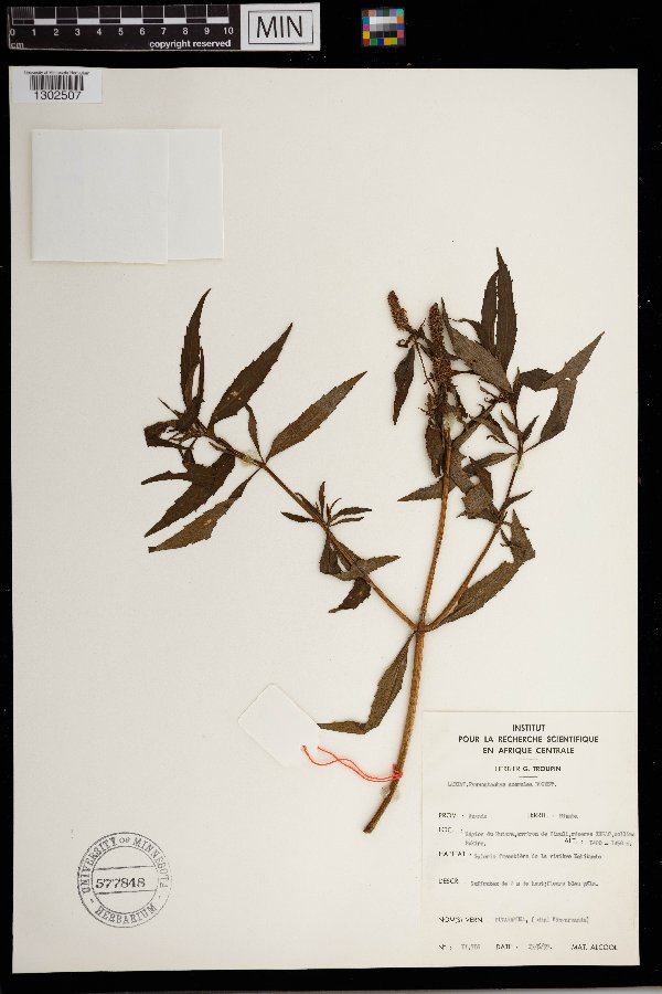 Coleus stenostachys image