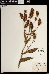 Coleus kirkii image