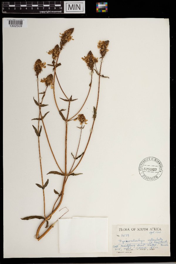 Pycnostachys reticulata image