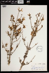 Image of Salvia africana