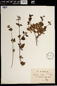 Image of Stachys aethiopica