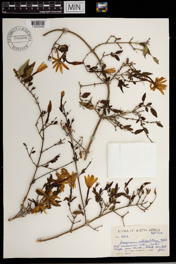 Jasminum multipartitum image