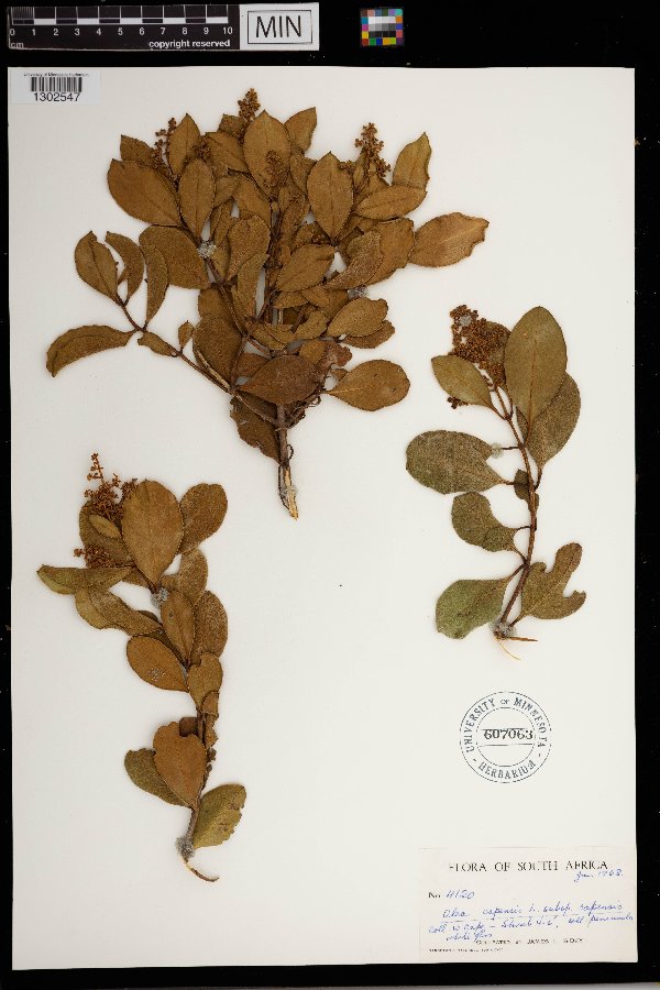 Olea capensis image