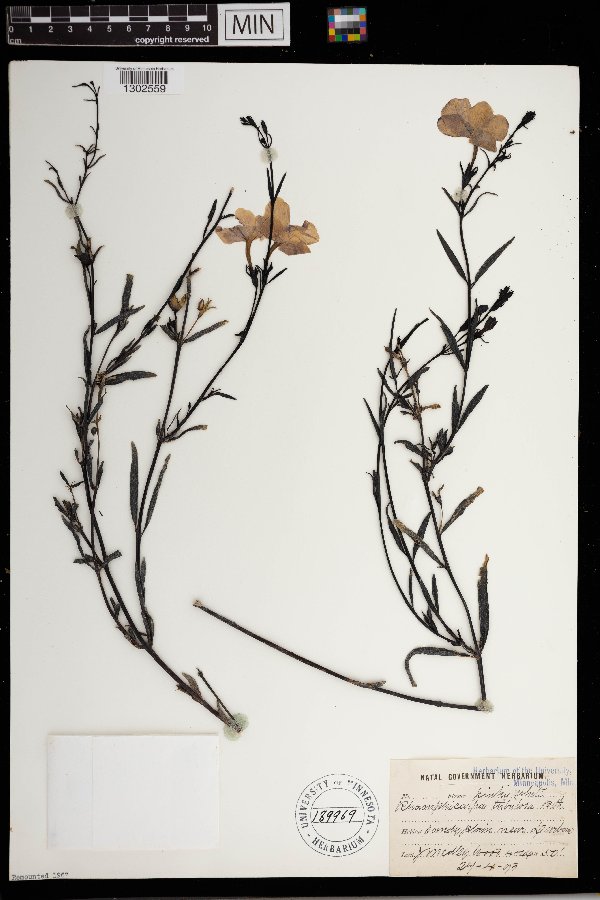 Cycnium tubulosum subsp. tubulosum image