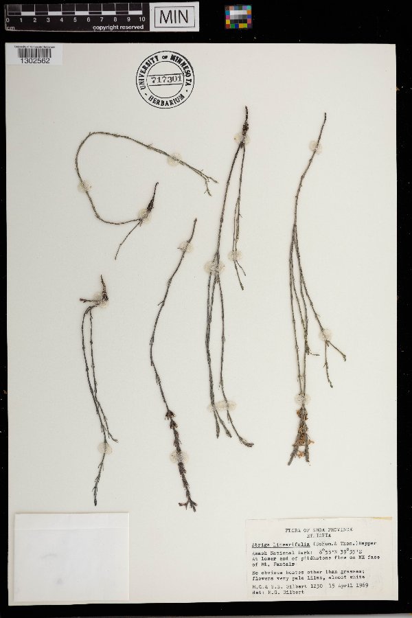 Striga linearifolia image