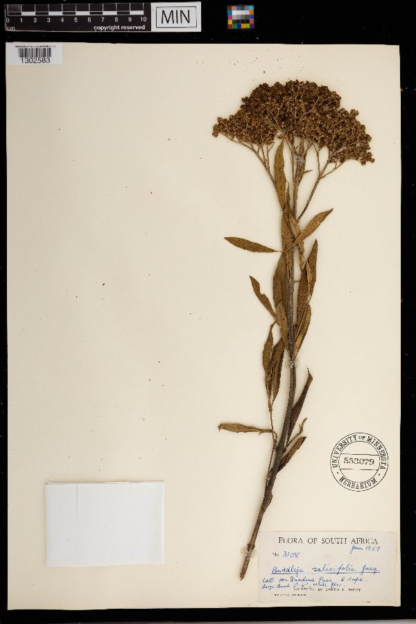 Buddleja salicifolia image