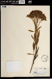 Image of Buddleja salicifolia