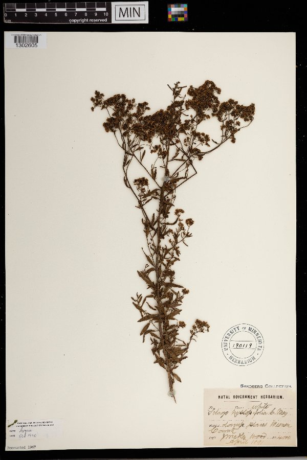 Selago hyssopifolia image