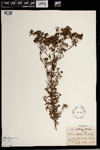 Image of Selago hyssopifolia