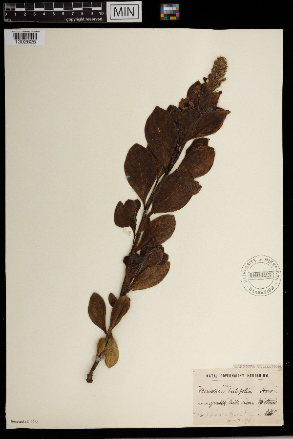 Chascanum latifolium image
